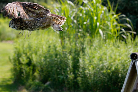 Excellent photos of a Great Horned Owl or Bubo virginianus. Beautiful background for post cards or websites with room for copyspaceの写真素材