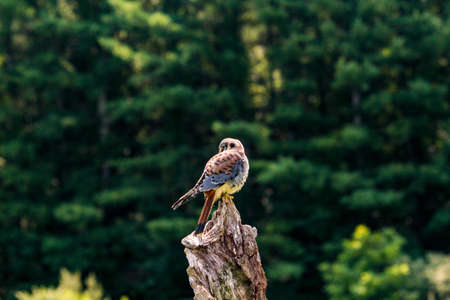 Static photo of American Kestrel, latin name Falco sparverius. This is the smallest falcon in North America.の写真素材
