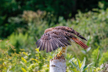 Harriss hawk, bay-winged hawk, dusky hawk or peuco Parabuteo unicinctusの写真素材