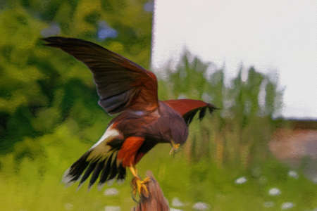 Pastel digital painting of a harris hawkの写真素材