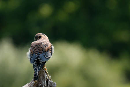 A female American Kestrel looking back from a perch in New Mexico.の写真素材