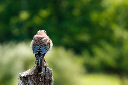 A female American Kestrel looking back from a perch in New Mexico.の写真素材