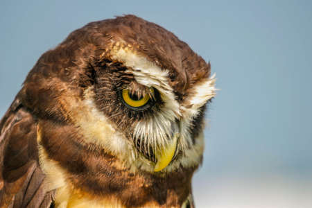Spectacled Owl - Pulsatrix perspicillata large tropical owl native to the neotropics, breeder in forests from Mexico and Trinidad, Central America, to southern Brazil, Paraguay and Argentinaの写真素材