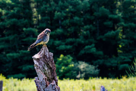 A female American Kestrel looking back from a perch in New Mexico.の写真素材
