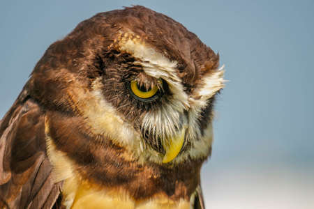 Spectacled Owl - Pulsatrix perspicillata large tropical owl native to the neotropics, breeder in forests from Mexico and Trinidad, Central America, to southern Brazil, Paraguay and Argentinaの写真素材