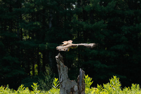 Red-tailed hawk isolated on white. Buteo Jamaicensis. Accipitridae family.の写真素材