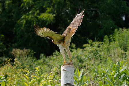 Red-tailed hawk isolated on white. Buteo Jamaicensis. Accipitridae family.の写真素材