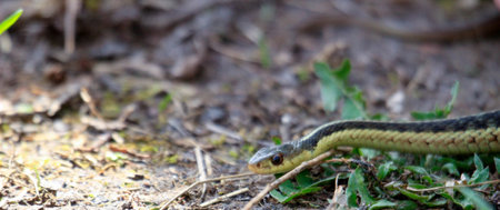 Eastern Garter snake (T. s. parietalis) photographed in Ontario Canadaの写真素材