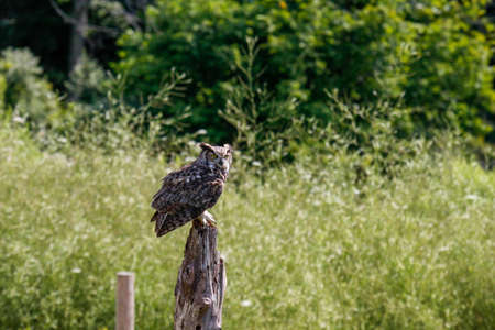 Wildlief photo of Great Horned owlの写真素材