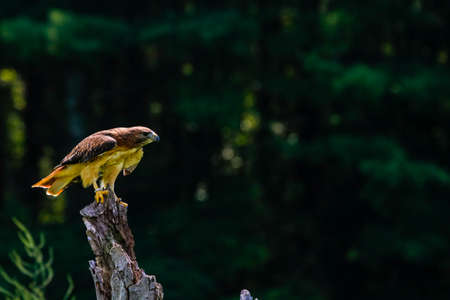 Harris hawk, Parabuteo unicinctus in flight with green grass in the backgroundの写真素材