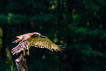 Harris hawk, Parabuteo unicinctus in flight with green grass in the backgroundの写真素材