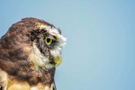 Brown White Feathers Spectacled Owl Close Up Lookingの写真素材
