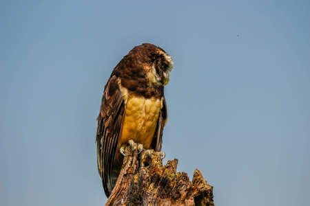 Brown White Feathers Spectacled Owl Close Up Lookingの写真素材