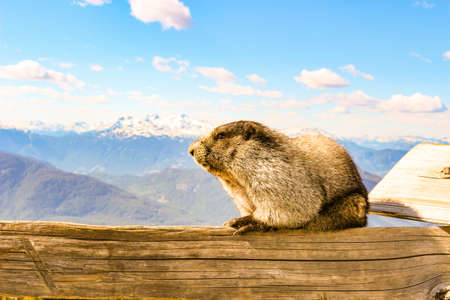 Marmot at Mount Rainier National Park Washington standing on a rock with mountain background.の素材 [FY310184352561]