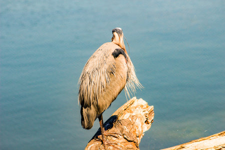 Portrait of Great Blue Heron on a sunny afternoon at Ambleside Park West Vancouver British Columbia Canadaの写真素材