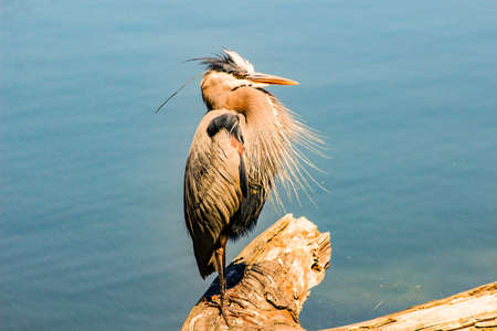 Portrait of Great Blue Heron on a sunny afternoon at Ambleside Park West Vancouver British Columbia Canadaの写真素材