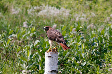 A Harriss Hawk Parabuteo unicinctus with talons armed for a strike.の写真素材
