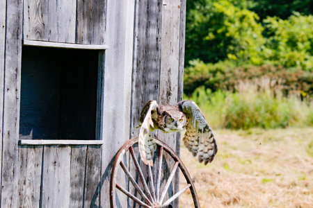 Great horned Owl spread wings on a tree branchの写真素材