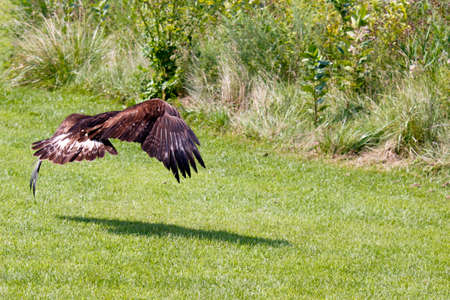Golden eagle flying over the yellow grass closeup, with clean background, Czech Republic, Europeの写真素材