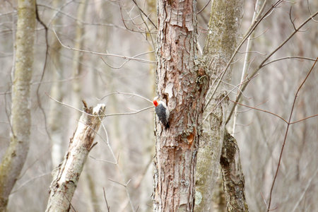 A red bellied woodpecker during Canadian winter