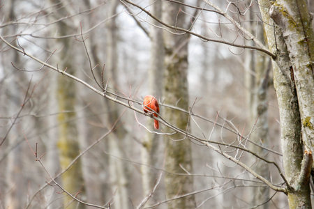 Male cardinal