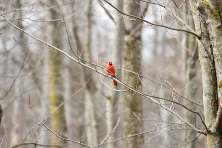 Male cardinal