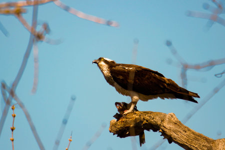 Osprey eats fish that it recently caught