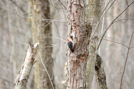 A red bellied woodpecker during Canadian winter
