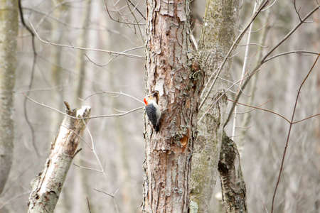 red bellied woodpecker on a treeの写真素材