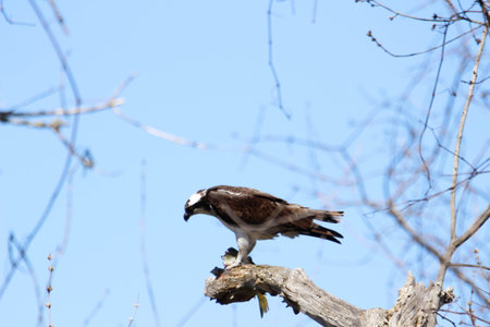 Osprey eats fish that it recently caught