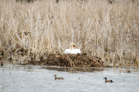 An adult mute swan on a nestの写真素材