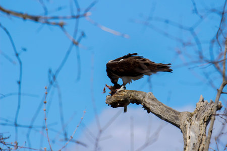Osprey (panthera haliaetus) on a branch