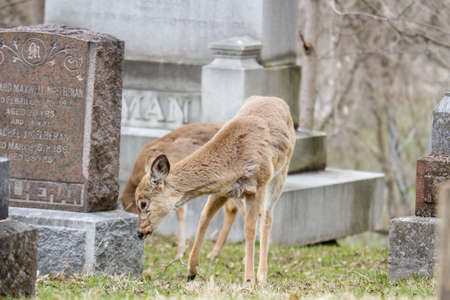 White-tailed deer (Odocoileus virginianus) in a cemeteryの写真素材