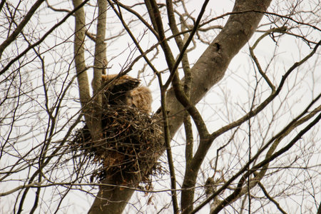 Eagle nest on a tree in a winter day.