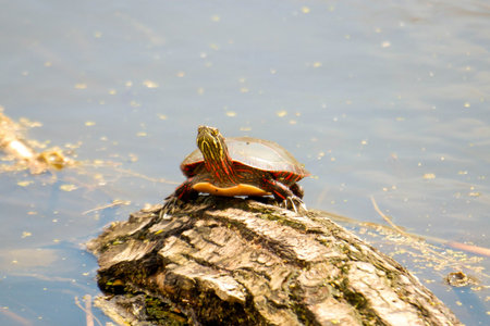 Midland painted turtles are a species of concern in Ontario