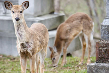 deer in the zoo in the city of Lviv, Ukraineの写真素材