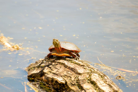 Midland painted turtles are a species of concern in Ontario