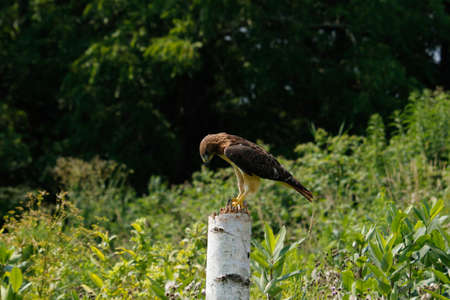The Harriss hawk Parabuteo unicinctus is the only bird of prey that hunts in the groupの写真素材