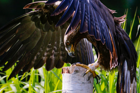 A close-up shot of a golden eagle in flight