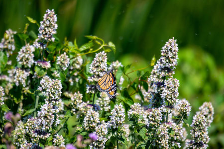Photographed in july 2022 in Canada a monarch butterfly feeds on Agastache foeniculum. Monarchs are...