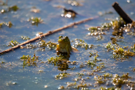 young frogs in a marsh. Photographed july 2022 in canada