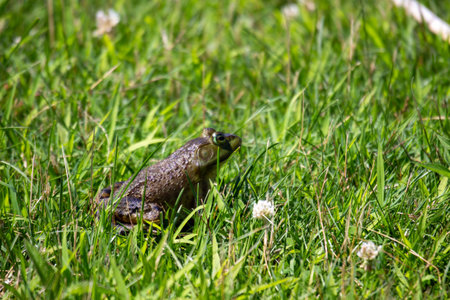 Lithobates clamitans photographed in July 2022 in Canada.