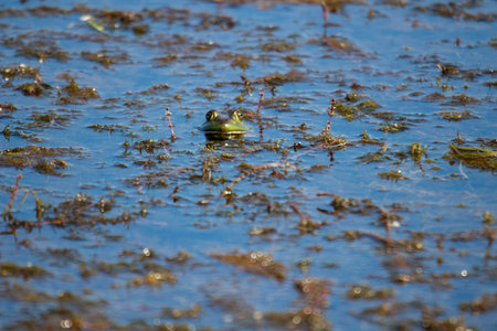 young frogs in a marsh. Photographed july 2022 in canada