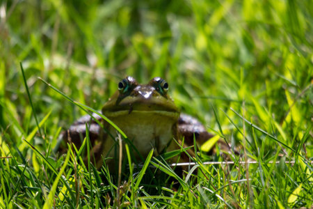 Lithobates clamitans photographed in July 2022 in Canada.