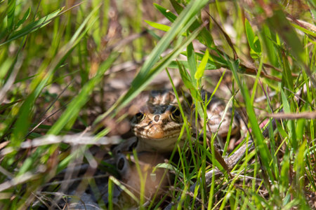 A leopard frog photographed in the grasses of Canada in july 2022