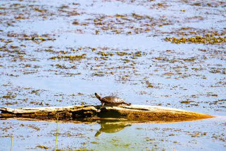 turtle on a log in the swamp, closeup of photoの写真素材