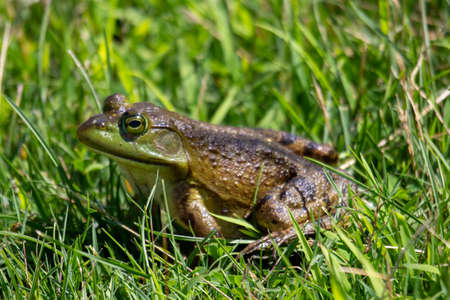 Lithobates clamitans photographed in July 2022 in Canada.の写真素材