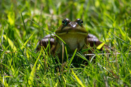 Lithobates clamitans photographed in July 2022 in Canada.の写真素材