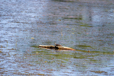Dead tree in the water of a pond.の写真素材