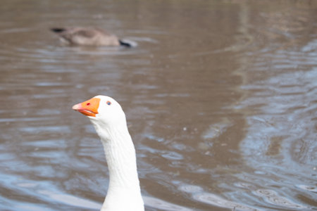goose swimming in the lake, closeup of head and neckの写真素材